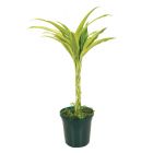 Dracaena sanderiana trenzada maceta #5