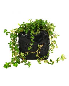 Dicondria fina en bolsa