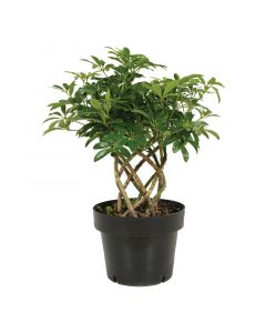 Schefflera mini arboricola malla circular maceta