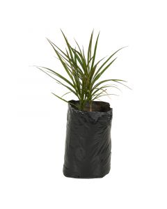 Dracaena variedad en bolsa