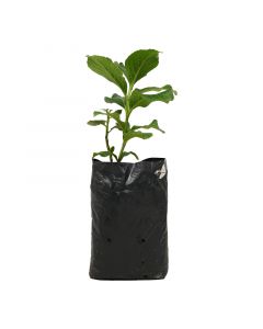 Hortensia bolsa