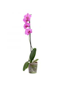 Orquídea Phalaenopsis grande varios colores