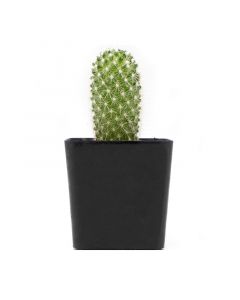 Cactus variedad en maceta #1