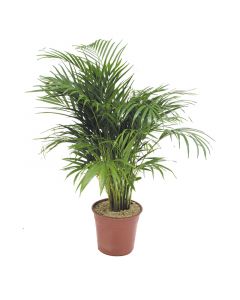 Palmera areca en maceta