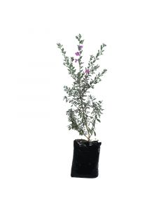 Cenicillo de flor morada en bolsa