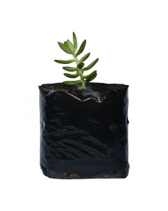 Suculenta variedad en bolsa