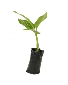 Dieffenbachia en bolsa