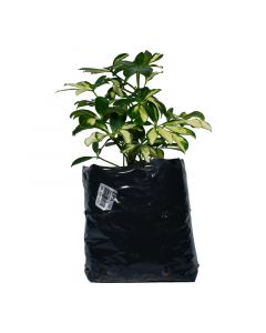 Gold finger variedad en bolsa