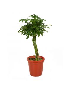 Schefflera mini trenzas arboricola maceta