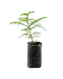 Araucaria en bolsa