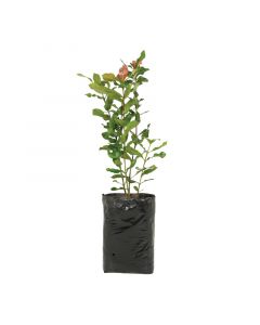 Ixora variedad en bolsa