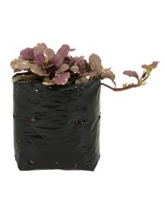 Ajuga en bolsa