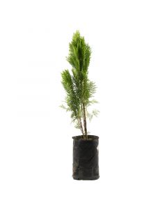 Thuja 100 cm en bolsa