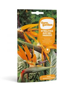 Semillas de ave paraiso strelitzia