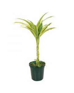 Dracaena sanderiana trenzada maceta #5