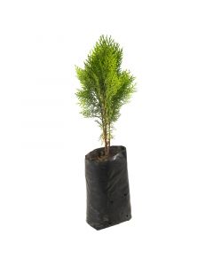 Thuja en bolsa