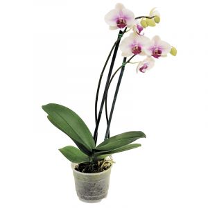 Orquídea phalaenopsis (colores variados) | Ferretería EPA