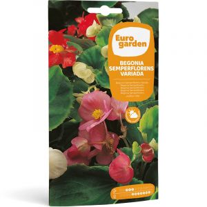 Semillas de begonia semperflorens variada | Ferretería EPA